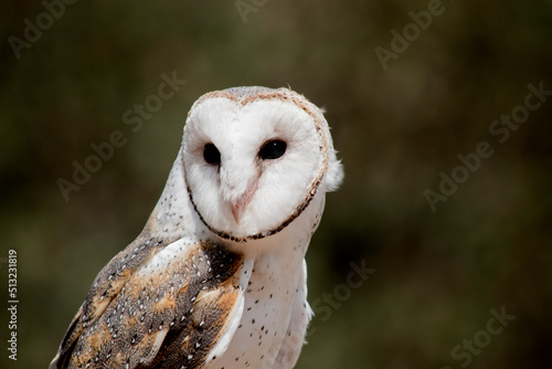 the barn owl has a heart shaped white face and chest and brown wings