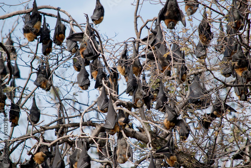 Canvas Print the fruit bats are hanging from a tree in he Botannic gardens South Australia