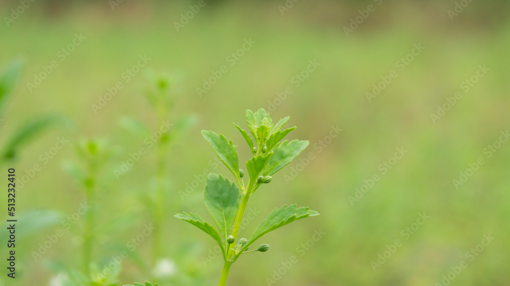 Wild plants with a subtle blur background, suitable for use as wallpaper or graphic resources, quotes and others Wild plants with a subtle blur background, suitable for use as wallpaper or graphic resources, quotes and others