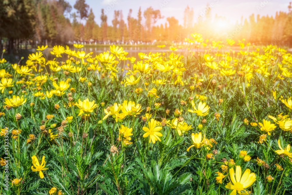 Fototapeta premium field of spring flowers and sunlight