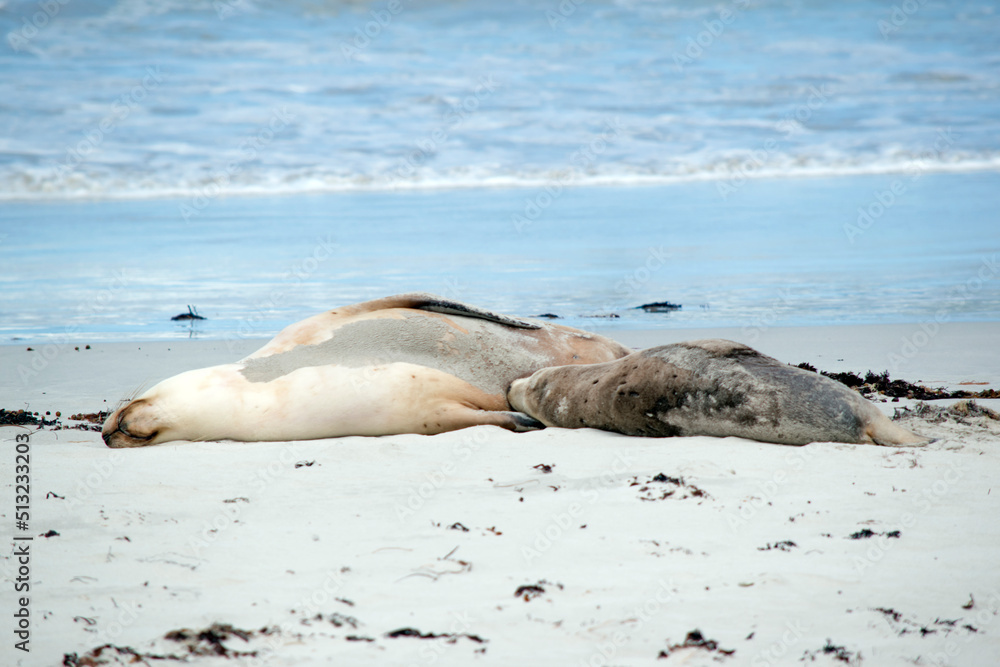 Fototapeta premium the sea lion is grey on top and white on her bottom to protect him whiles he is in the water
