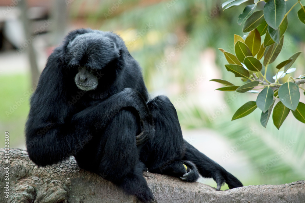the siamang monkey is black with a grey face the siamang monkey is black with a grey face