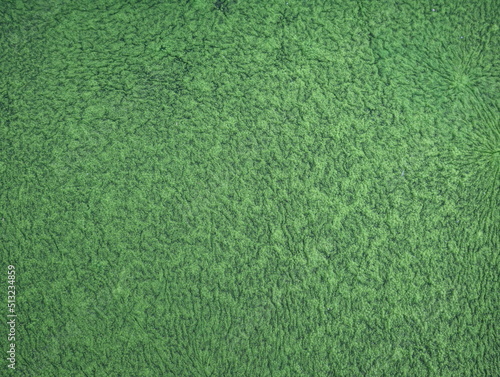 Green Duckweed texture on the surface of the water.