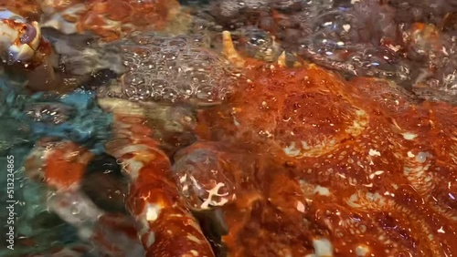 Japanese spider crabs in the aquarium handheld close shot