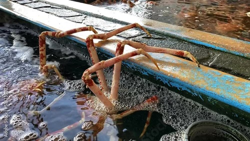 Japanese spider crabs in the aquarium handheld middle shot photo