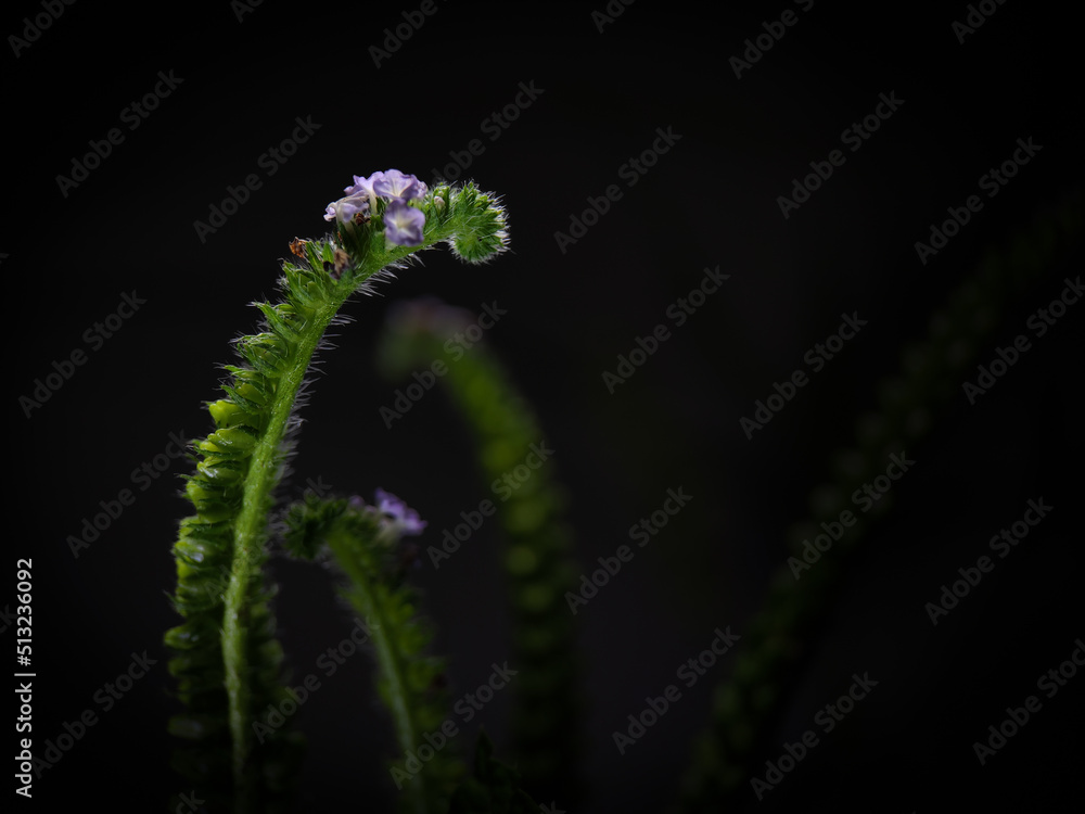 flower of a plant