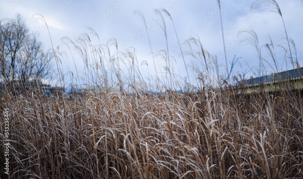 Fototapeta premium 風に揺れるススキ