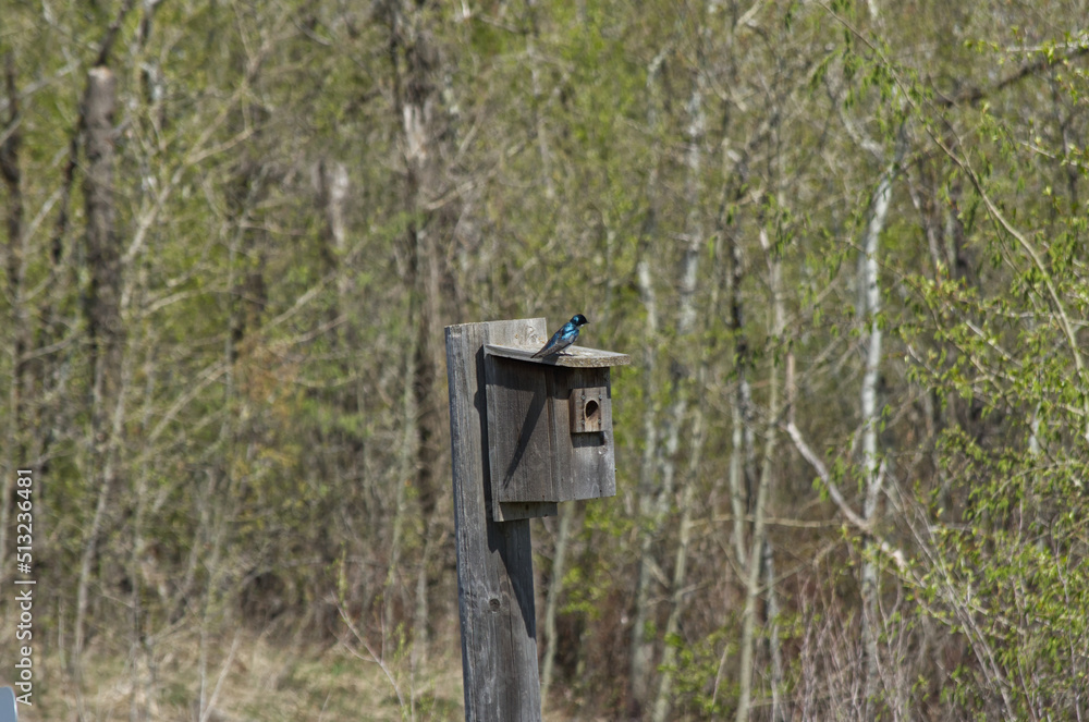 Tree Swallow on a Bird House