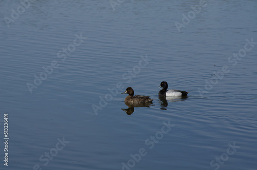 Greater Scaups in a Pond