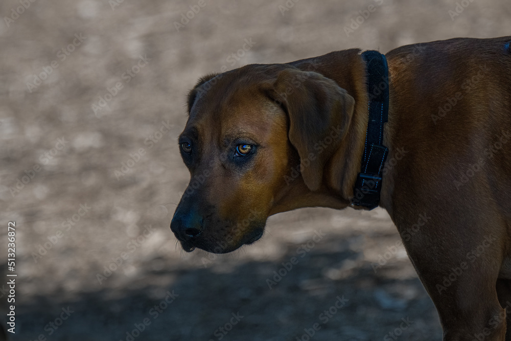 2022-06-24 A SIDE PHOTO OF A YOUNG RHODESIAN RIDGEBACK DOG WITH A BEAUTIFUL EYE AT THE MARYMOOR DOG PARK IN REDMOND WASHINGTON