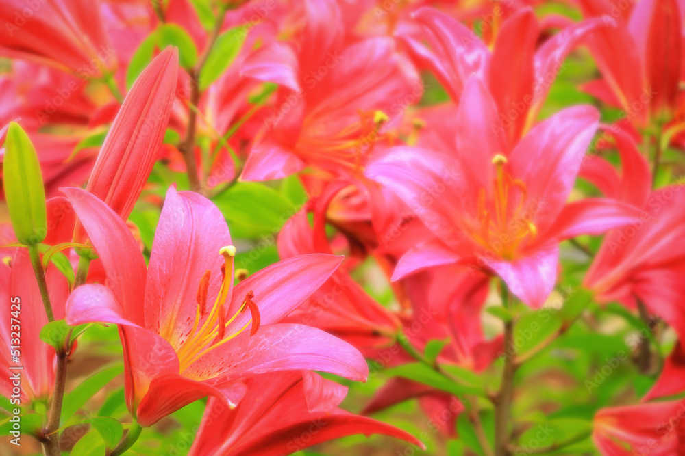 華やかな赤い百合の花