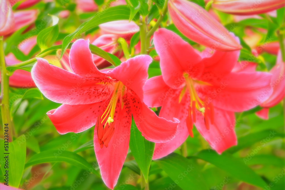 華やかな赤い百合の花