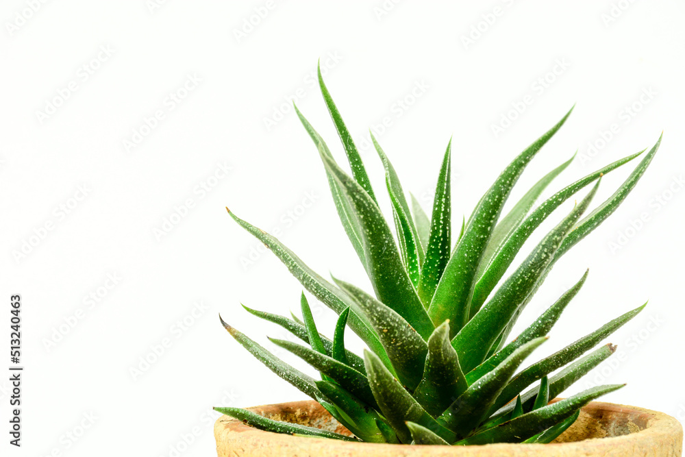 Fototapeta premium aloe vera plant
