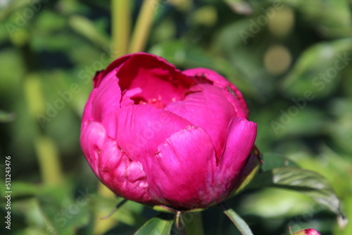 Wallpaper Mural Peony In Bloom, Fort Edmonton Park, Edmonton, Alberta Torontodigital.ca