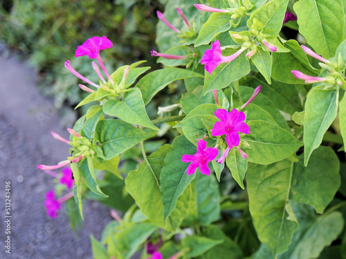 Wallpaper Mural オシロイバナ Torontodigital.ca