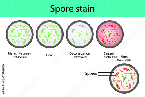 Spore staining microbiology lab technique steps diagram, using Malachite green and safranin vector illustration eps10
