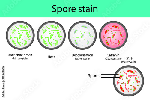Spore staining microbiology lab technique steps diagram, using Malachite green and safranin vector illustration eps10 photo