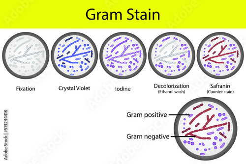 Diagram showing gram staining microbiology lab technique steps - microbiology laboratory using Crystal violet and Safranin photo