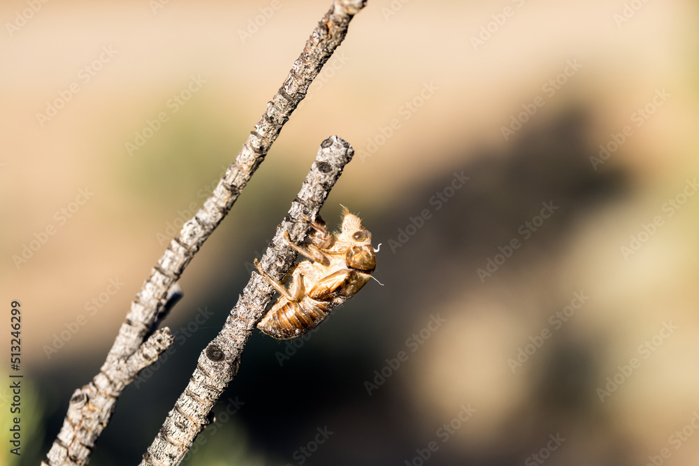 Naklejka premium Hatched cicada husk left on a bare branch