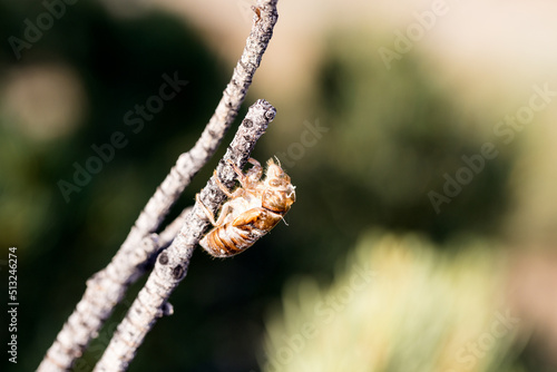 Hatched cicada husk left on a bare branch