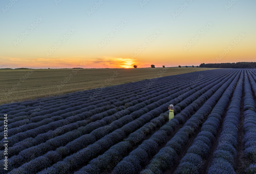 Fototapeta premium sunset in the field