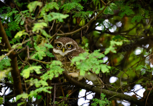 Spotted Owl on a Tree © Debarun
