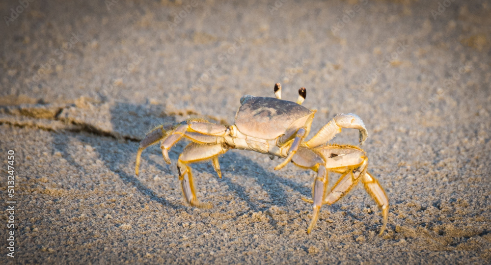 crab on the sand crab on the sand