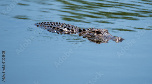 alligator in the swamp
