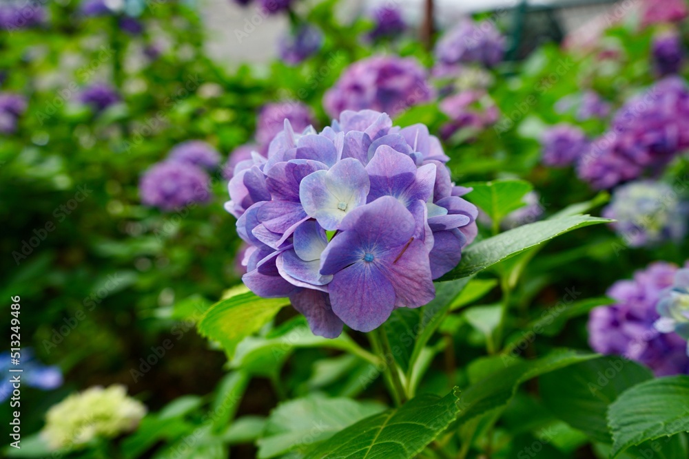 Hydrangeas at Fujinomori Shrine in Kyoto, Japan Hydrangeas at Fujinomori Shrine in Kyoto, Japan