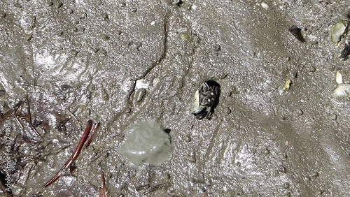 Crabs are foraging in the mangrove forest.