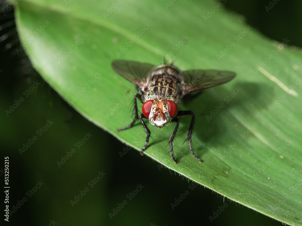 Common housefly close-up macro portrait Common housefly close-up macro portrait