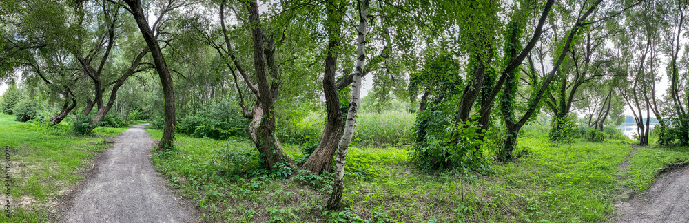 country road between green trees. panoramic view on summer cloudy day. country road between green trees. panoramic view on summer cloudy day.