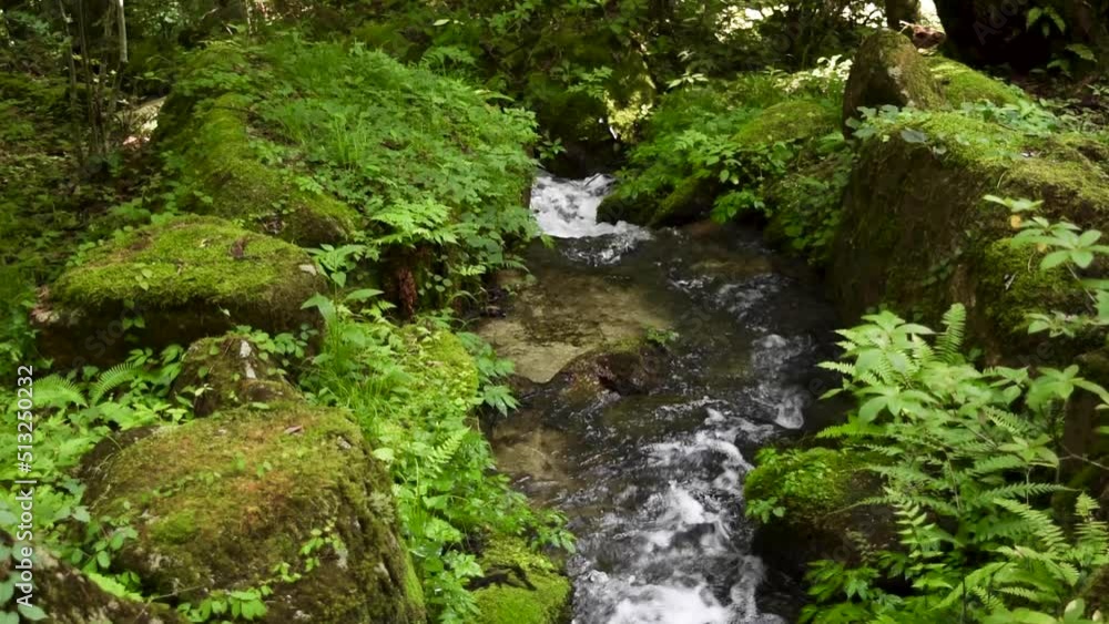 A small river flowing through the forest A small river flowing through the forest