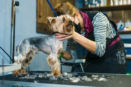 The dog gets a haircut in a beauty salon. The dog is cut with scissors. groomer concept