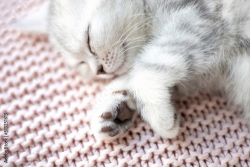 Soft Cute Paw a gray striped kitten close-up. Fluffy. The cat is British. Comfort. Pets. photo
