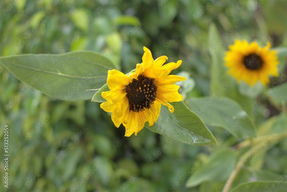 Fototapeta premium sunflower in the garden