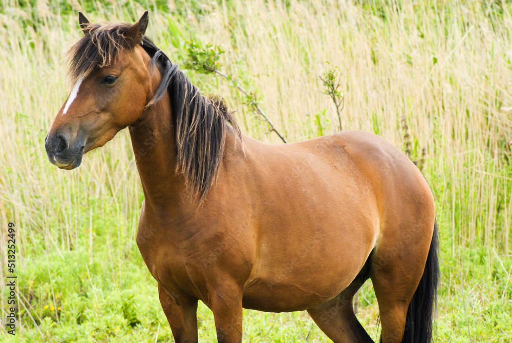Fototapeta premium Brown horse standing in tall grass with green background on sunny day.