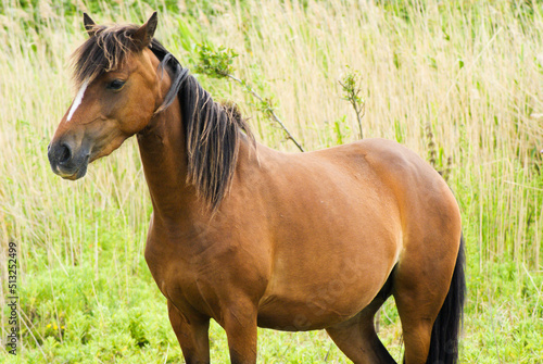 Brown horse standing in tall grass with green background on sunny day.