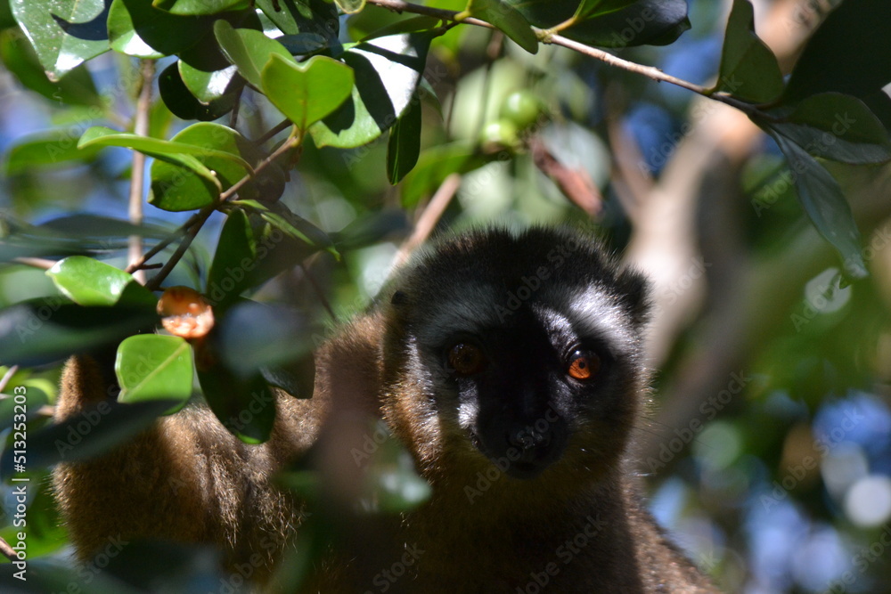 Fototapeta premium black and white lemur