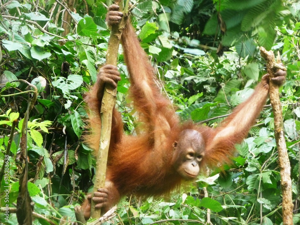 Fototapeta premium Orangutan