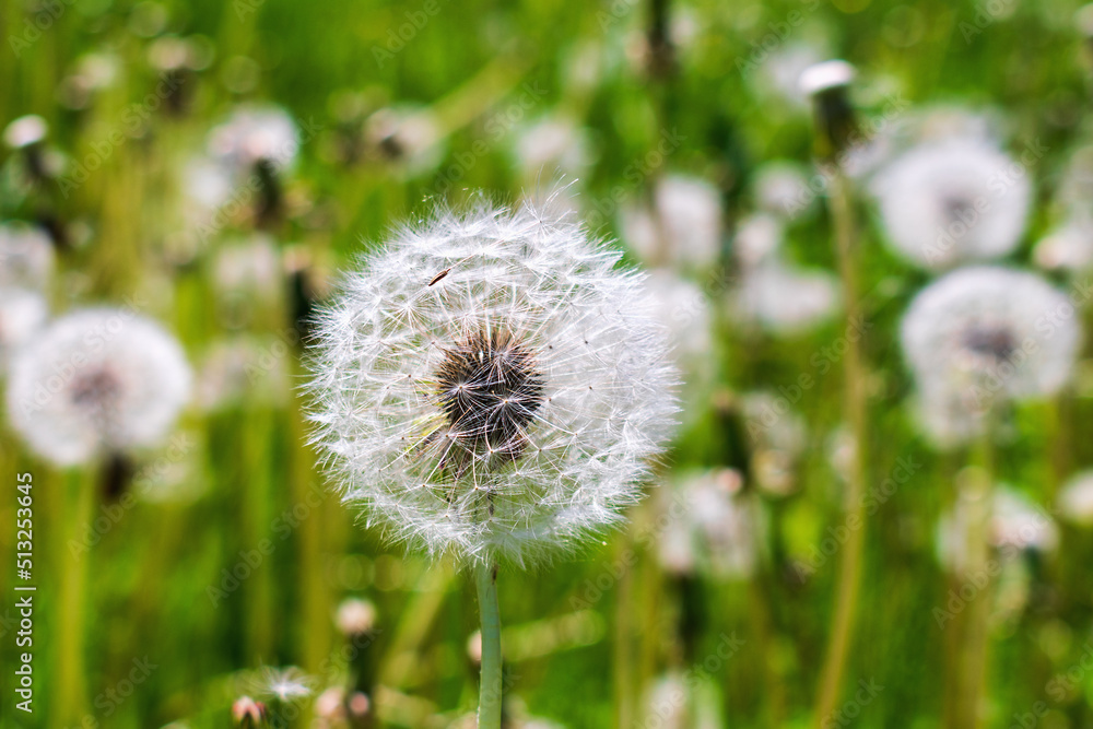 Fototapeta premium Dandelions flowers are white fluffy ripe