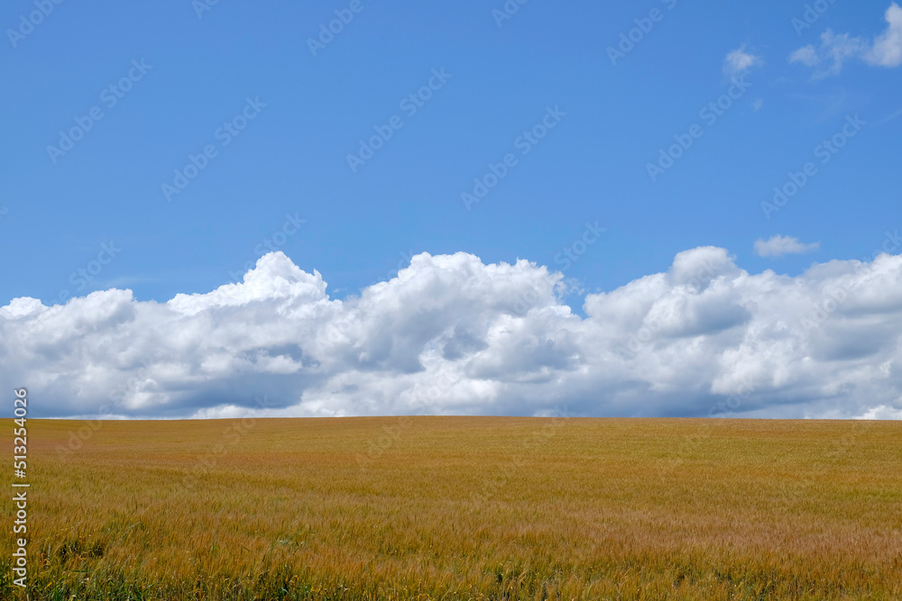 小麦畑と青空
