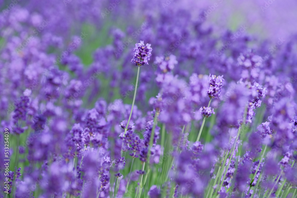 北海道のラベンダー畑
