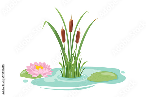 Pond with high reeds and lotus. Vector illustration of lake vegetation isolated on white.