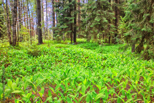 lilies of the valley landscape in the forest background  view of the forest green season