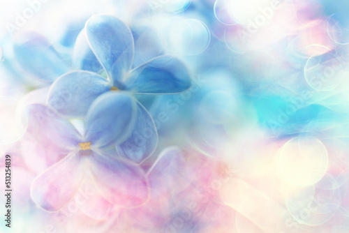 blue background lilac flowers abstract, spring season light texture