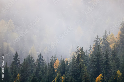 autumn fog landscape forest mountains, trees view mist © kichigin19