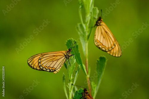 butterfly on a leaf