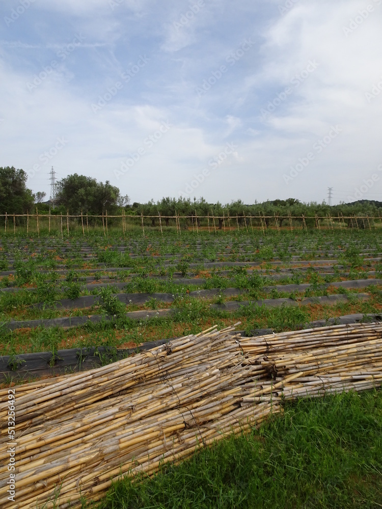 Tomato Field in Valencia Spain