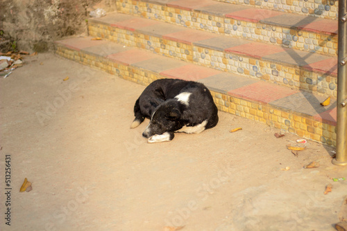 A sick dog is lying in the old dirty place by the side of the road and the background blur